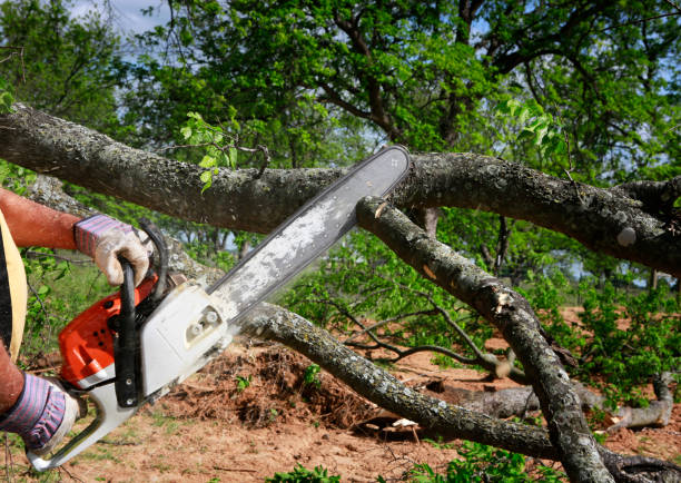 Best Tree Root Removal  in Canton, MO